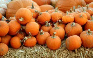 Enjoy Fall Fun at Cox Farms